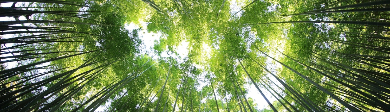 worms eye view of forest during day time