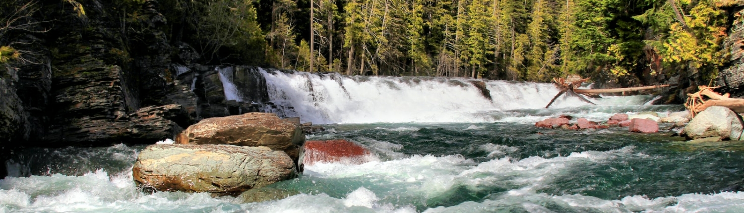 green pine trees beside river during daytime